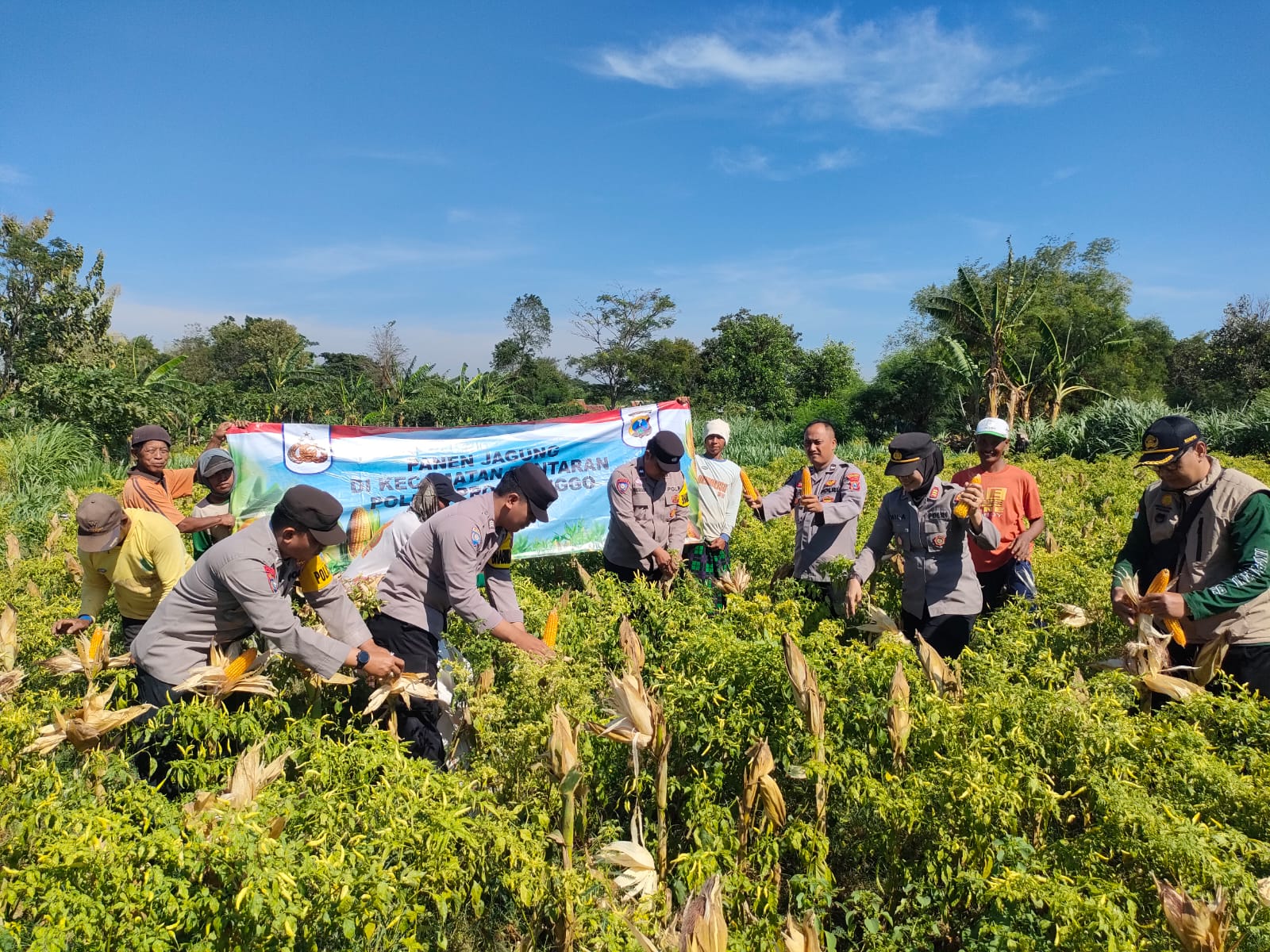 Wujudkan Program Ketahanan Pangan Polres Probolinggo Bersama Kelompok Tani Panen Jagung di Bantaran.