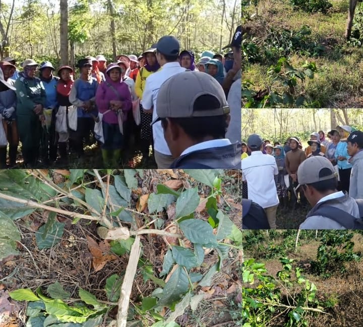 Penebangan Piar oleh OTK di Kali Gedang, PTPN Bondowoso, Mengalami Kerugian Sekitar Rp400 juta.