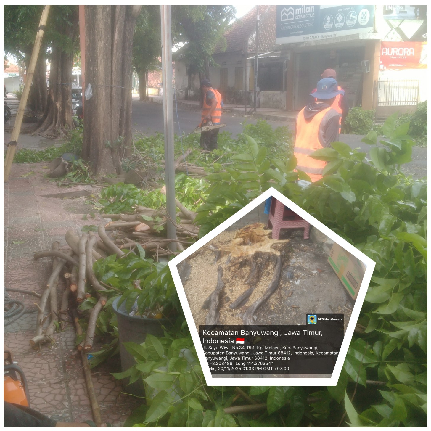 Penebangan Pohon di Jalan Sayu Wiwit, PU Tata Ruang: “Kondisi Sudah Rapuh dan Mati, Akan Diganti Baru.