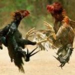 Kerumunan Misterius di Jatilengger Diduga Sabung Ayam, Warga Mulai Resah