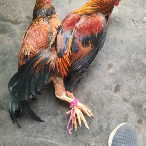 Insan Pers Banyuasin Gelar Syukuran Kepindahan Kapolres – Harapkan Keterbukaan Informasi di Era Baru