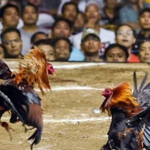 Sabung Ayam Bertaruhan Uang Diduga Bebas Beroperasi, Warga Tulangan Sidoarjo Resah