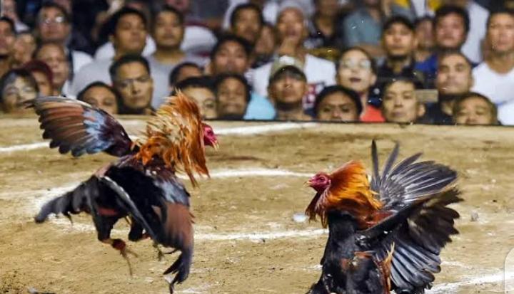 Sabung Ayam Bertaruhan Uang Diduga Bebas Beroperasi, Warga Tulangan Sidoarjo Resah