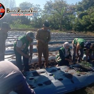 Pasca Bencana Banjir dan Longsor Melanda Aceh Singkil, Wabup Adakan Tanam Cabe Seribu Batang Di Desa Pulo Sarok