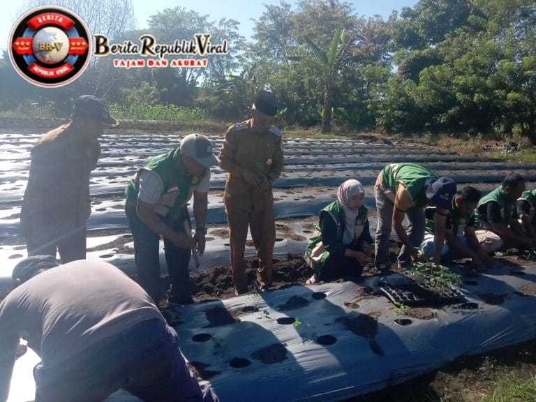 Pasca Bencana Banjir dan Longsor Melanda Aceh Singkil, Wabup Adakan Tanam Cabe Seribu Batang Di Desa Pulo Sarok
