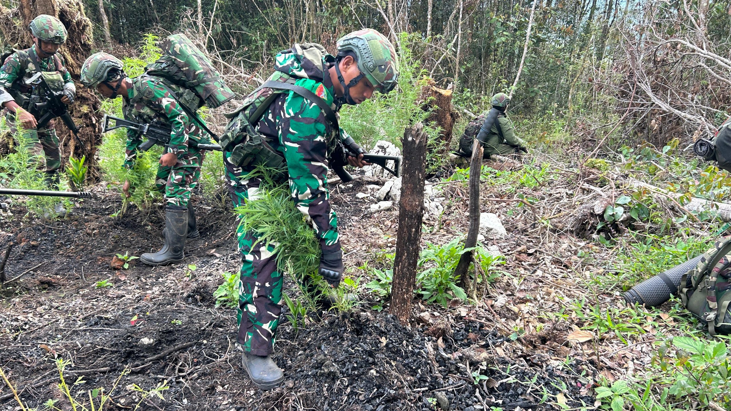 Stop Normalisasi Ganja, Mari Selamatkan Generasi Muda Pegunungan Bintang