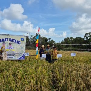Lanal Bintan Dukung Ketahanan Pangan Melalui Kegiatan Panen Perdana Padi Gogo, Perkuat Sinergi TNI–Masyarakat