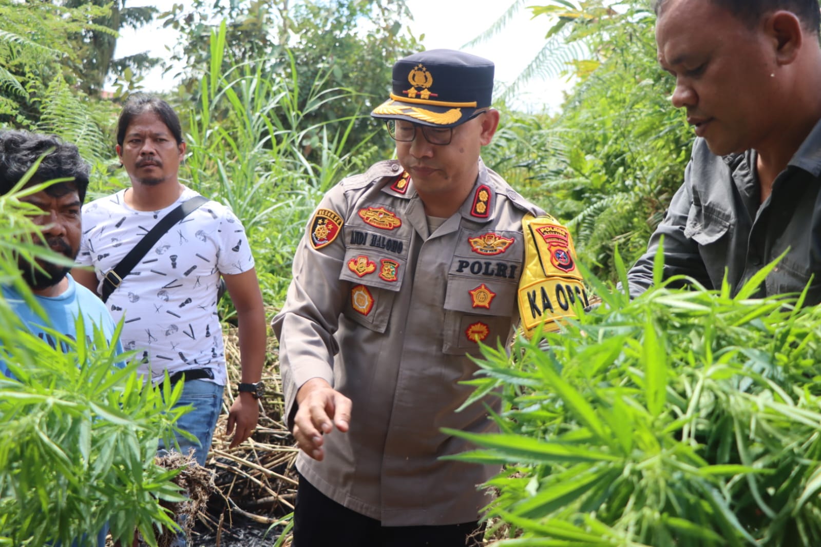 Polres Tanah Karo Ungkap Ladang Ganja di Desa Cinta Rakyat, 33 Batang Tanaman Disita