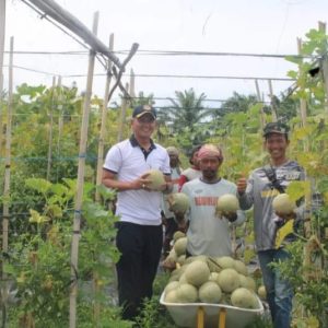Sinergi TNI AL dan Petani, Danlanal Bengkulu Pimpin Giat Penanaman dan Panen di Lahan Ketahanan Pangan
