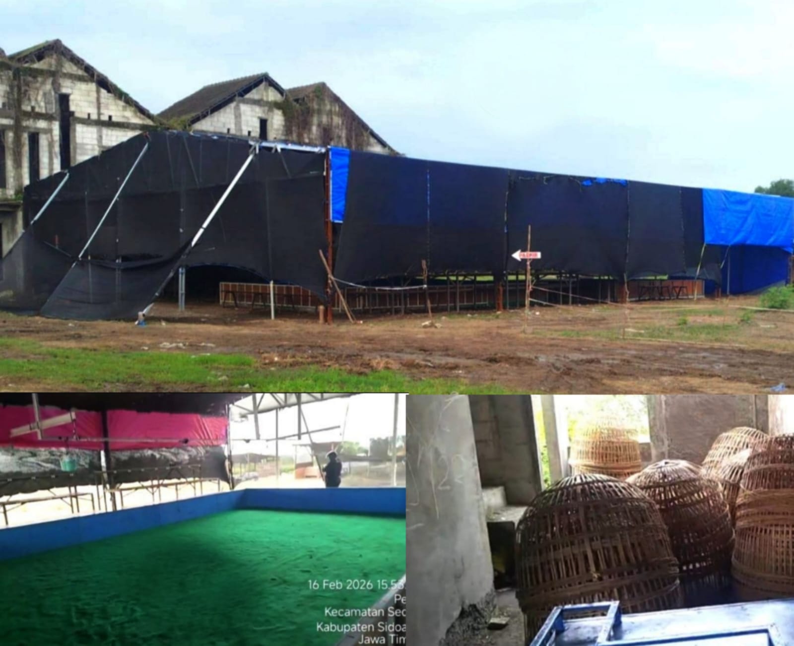 Arena Sabung Ayam Sedati Kembali Berdiri, LPK-RI Gresik Ikut Desak Aparat Sidoarjo Bertindak Tegas