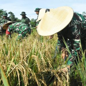 Program Ketahanan Pangan, Kodim 1710/Mimika Panen Padi Perdana