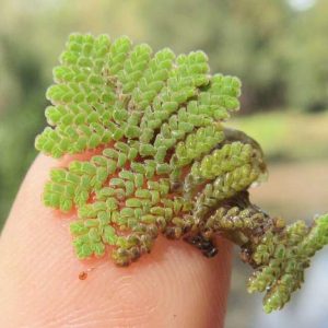 TANAMAN AIR, KECIL MANFAAT BESAR. AZOLLA & RUMPAI BEBEK SIAP REVOLUSI PERTANIAN & LINGKUNGAN