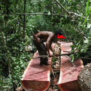 Dugaan Keterlibatan Oknum Polri Junaidi S (JS) Dalam Aktivitas Penebangan Kayu Ilegal, Kembali Disorot