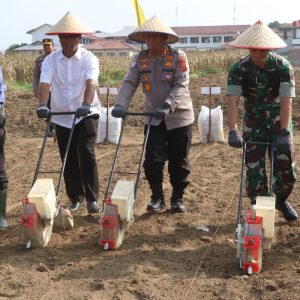 Kekompakan Forkopimda! Kapolres, Dandim dan Ketua DPRD Simalungun Kompak Tanam Jagung Serentak Dukung Swasembada Pangan