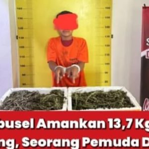 Begitu Gesitnya Satres Narkoba Polres Labusel, kembali Amankan 13, 7 Kg Ganja di Kotapinang