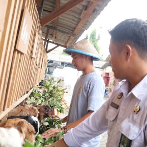 Dukung Ketahan Pangan, Lapas Mojokerto Kembangkan Pembinaan Ternak Kambing Sejalan 15 Program Kemenimipas