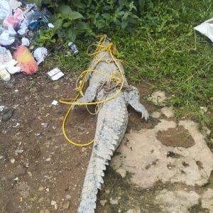 Buaya Masuk Kolam Ikan Patin, Warga Dusun 2 Talang Dabuk Hebohkan