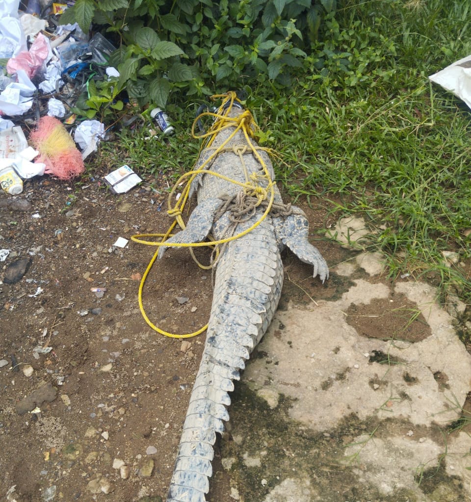 Buaya Masuk Kolam Ikan Patin, Warga Dusun 2 Talang Dabuk Hebohkan