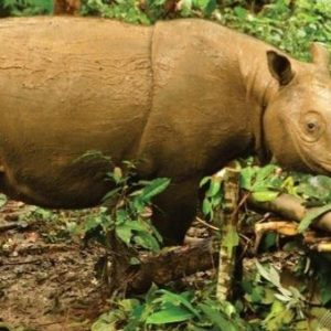 KISAH BADAK KALIMANTAN YANG TERSISA DUA EKOR TERANCAM PUNAH