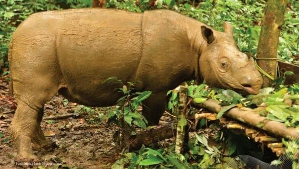 KISAH BADAK KALIMANTAN YANG TERSISA DUA EKOR TERANCAM PUNAH