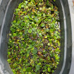 AMAZON FROGBIT DAN PUPUK ORGANIK ALTERNATIF PENGGANTI UREA YANG MENJANJIKAN