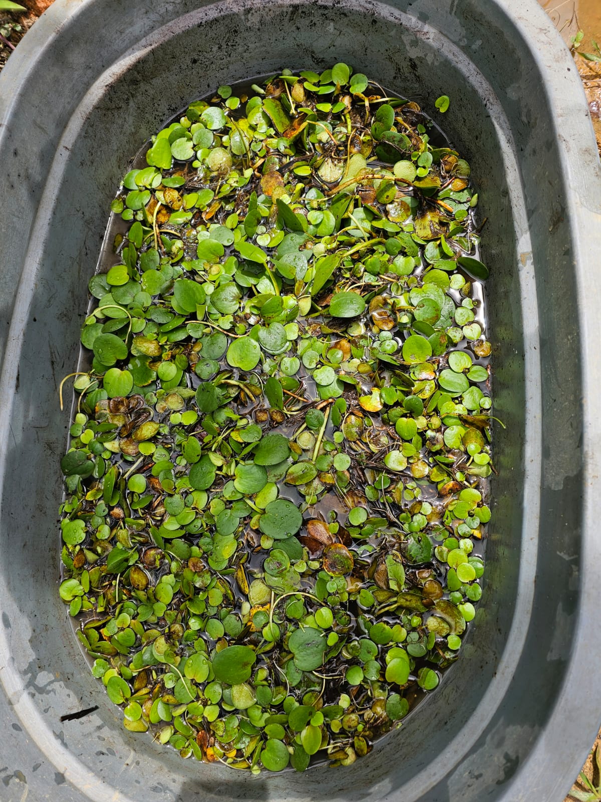 AMAZON FROGBIT DAN PUPUK ORGANIK ALTERNATIF PENGGANTI UREA YANG MENJANJIKAN