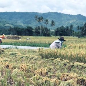 Keberhasilan Swasembada Pangan Nyata di Daerah, Produksi Naik hingga 85 Persen
