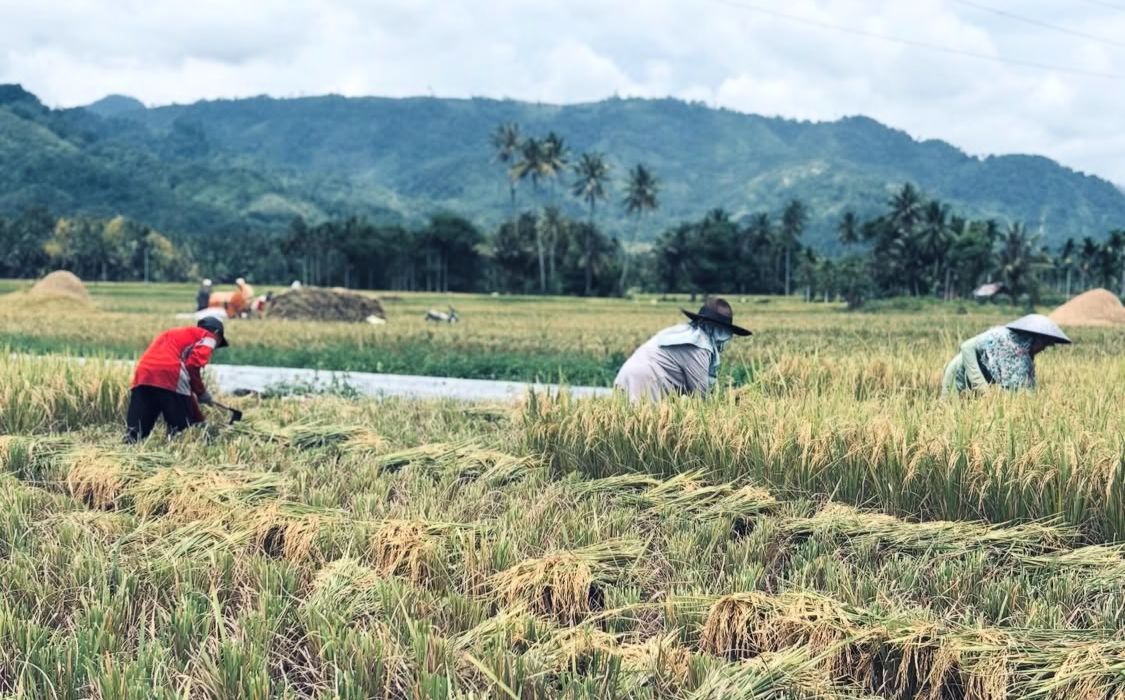 Keberhasilan Swasembada Pangan Nyata di Daerah, Produksi Naik hingga 85 Persen