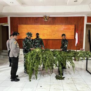 Tim Gabungan Satgas Damai Cartenz, Polres Pegunungan Bintang dan TNI Temukan Ladang Ganja dalam Patroli Taktis