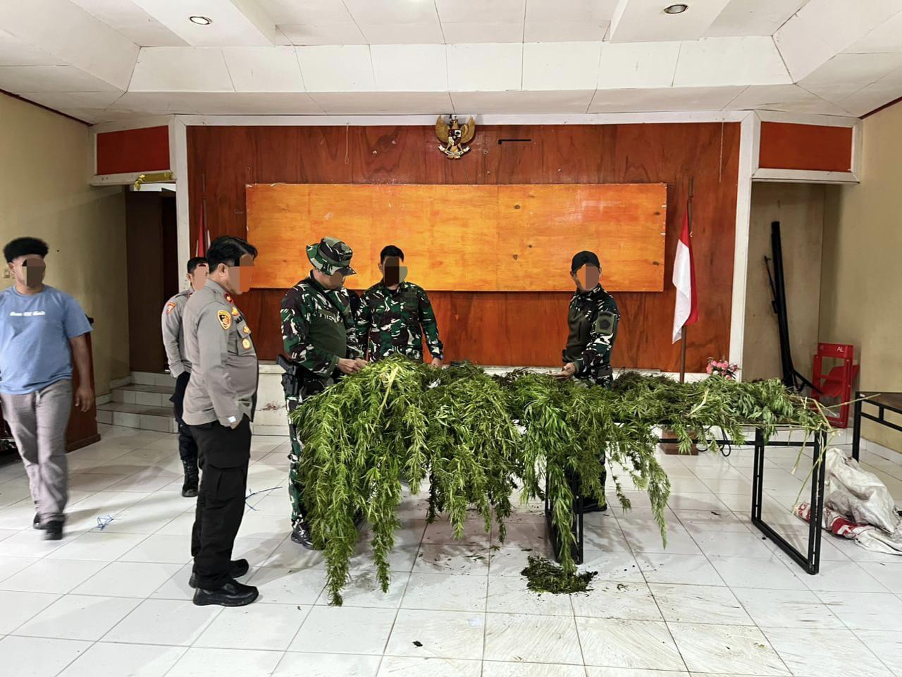 Tim Gabungan Satgas Damai Cartenz, Polres Pegunungan Bintang dan TNI Temukan Ladang Ganja dalam Patroli Taktis