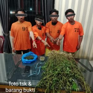 Empat Pria Diciduk Unit 1 Satnarkoba Polres Karo, 75 Batang Ganja Ditemukan di Perladangan Karo
