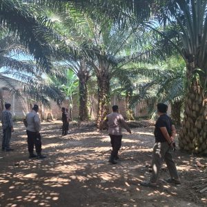 Polsek Pantai Labu Tindak Lanjuti informasi Media Terkait Judi Sabung Ayam