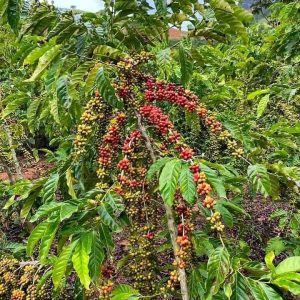KAMPUNG DUMARING SIAP JADI SENTRA BARU, GARAP POTENSI KOPI ROBUSTA