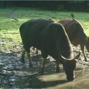 POPULASI BANTENG KALIMANTAN MAKIN TERANCAM PUNAH
