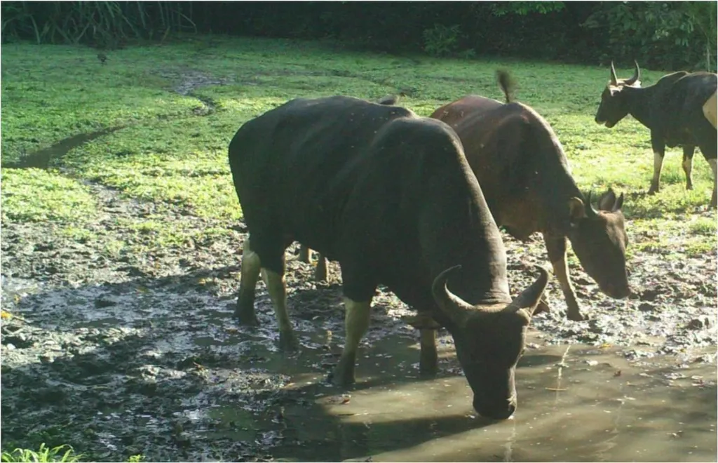 POPULASI BANTENG KALIMANTAN MAKIN TERANCAM PUNAH