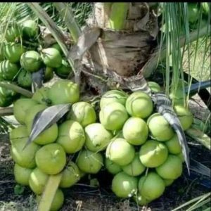 PROSPEK CERAH KELAPA GENJAH ENTOK DI BUMI BATIWAKKAL, PRODUKTIF DAN MENDUKUNG PEREKONOMIAN BERAU