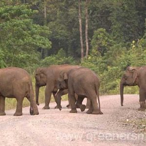 MENYUSURI JEJAK SEJARAH GAJAH KALIMANTAN YANG TERANCAM PUNAH