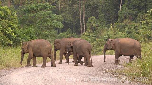 MENYUSURI JEJAK SEJARAH GAJAH KALIMANTAN YANG TERANCAM PUNAH