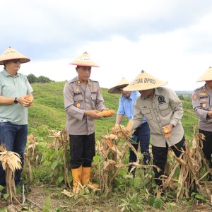POLRES KUTIM DAN PT KPC SUKSES GELAR PANEN RAYA JAGUNG DI EKS LAHAN TAMBANG
