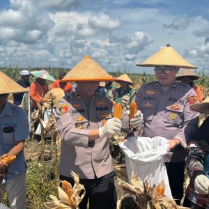 PANEN RAYA JAGUNG KUARYAL II, POLSEK MUARA WAHAU PERKUAT SWASEMBADA PANGAN