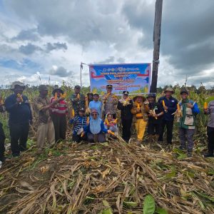 KOMPAK POLSEK DAN WARGA DUKUNG SWASEMBADA PANGAN NASIONAL, PANEN RAYA JAGUNG DI RANTAU PULUNG