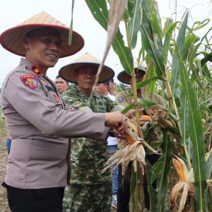 Polres Binjai Bersama Forkopimda Ikuti Panen Raya Jagung Serentak Kuartal II dan Launching Program Ketahanan Pangan Polri