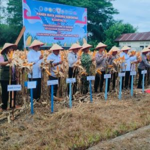 Kapolda Aceh Pimpin Panen Raya Jagung di Aceh Singkil, Tegaskan Komitmen Polri Dukung Swasembada Pangan Nasional