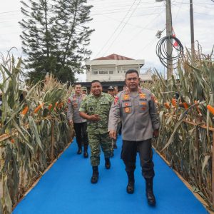 Polda Sumut Ikuti Panen Raya Jagung Serentak Polri Bersama Presiden Prabowo, Dukung Ketahanan Pangan Nasional