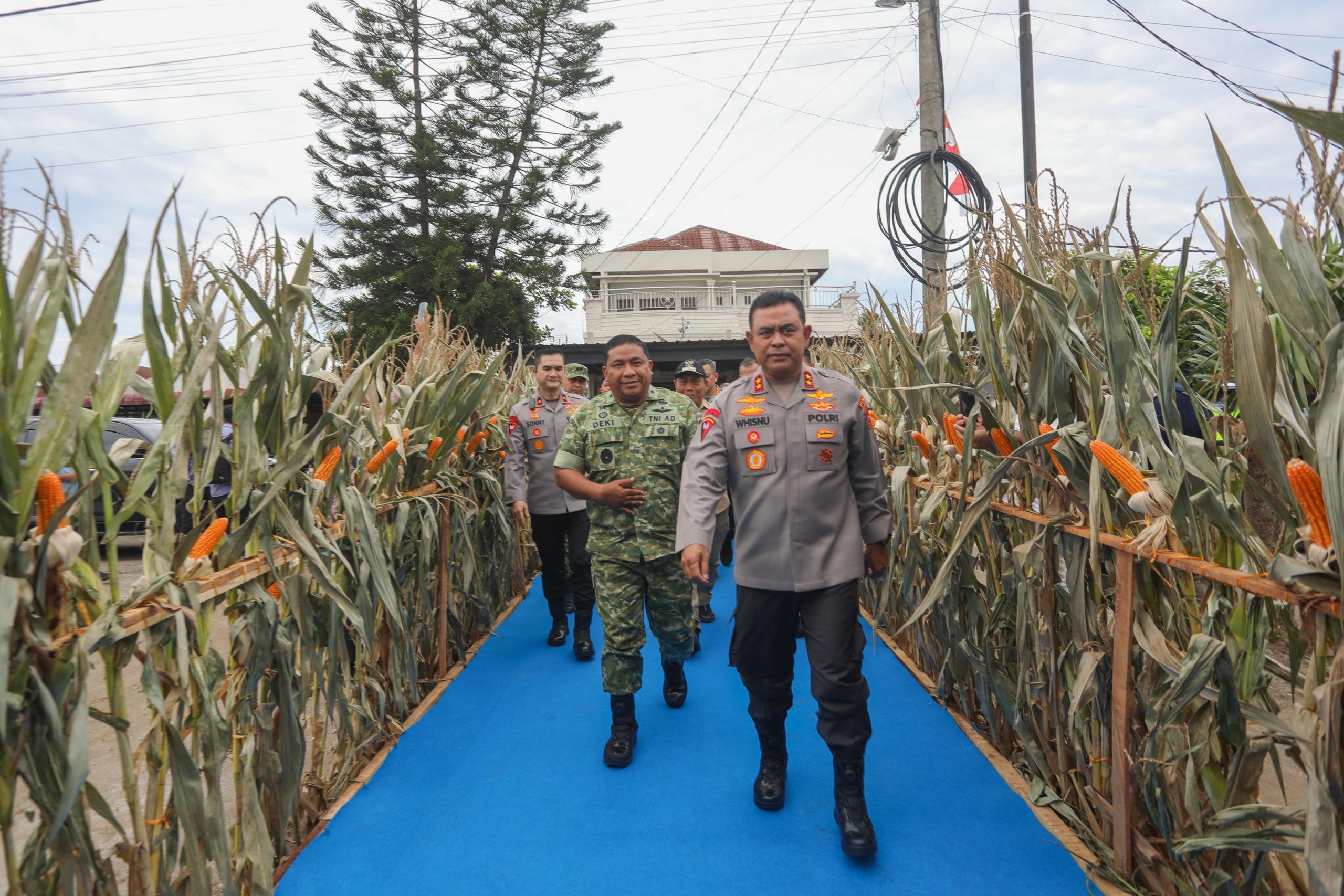 Polda Sumut Ikuti Panen Raya Jagung Serentak Polri Bersama Presiden Prabowo, Dukung Ketahanan Pangan Nasional