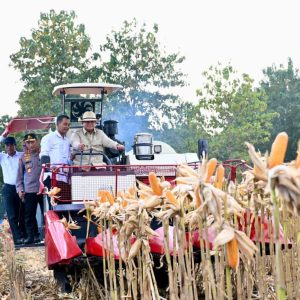 Perkuat Ketahanan Pangan Nasional, Presiden Prabowo Turun Langsung Panen Jagung di Tuban