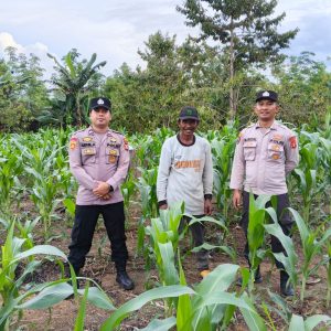 POLSEK MUARA ANCALONG CEK PERKEMBANGAN JAGUNG SADESAHE