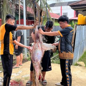 BAGIKAN DAGING DOOR TO DOOR KE WARGA, POLSEK SANGKULIRANG SEMBELIH 2 EKOR SAPI DAN 4 EKOR KAMBING KURBAN
