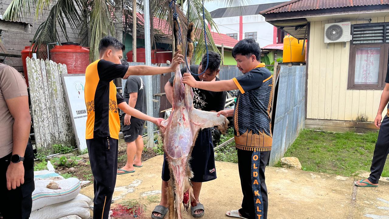BAGIKAN DAGING DOOR TO DOOR KE WARGA, POLSEK SANGKULIRANG SEMBELIH 2 EKOR SAPI DAN 4 EKOR KAMBING KURBAN