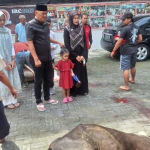 Laksanakan Kurban, Robi Barus S.E M.A.P Sembelih 2 Ekor Lembu
